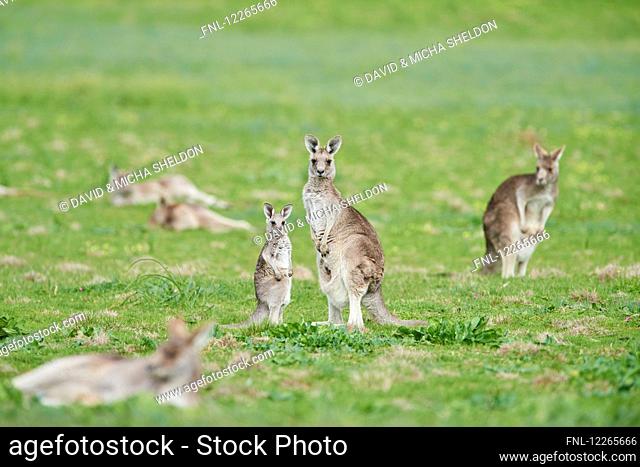 Eastern grey kangaroo, Macropus giganteus, Victoria, Austrailia
