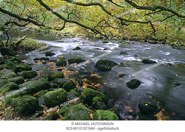 Rocky woodland stream with overhanging oak tree Quercus robur Near Grasmere, Cumbria, UK