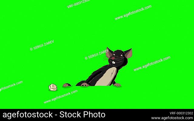 Black rat crawls out and eats cheese. Animated Looped Motion Graphic Isolated on Green Screen