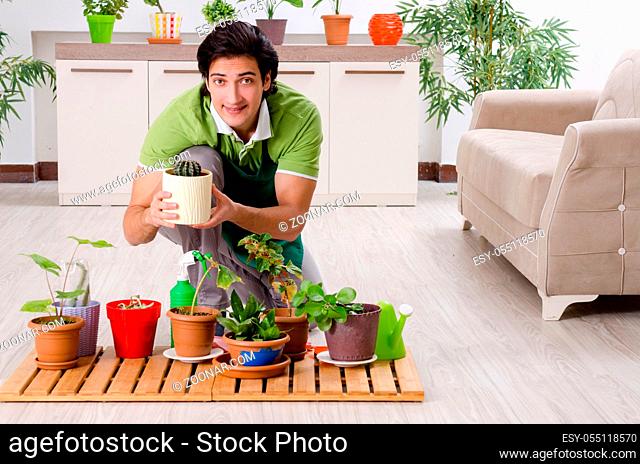Young male gardener with plants indoors