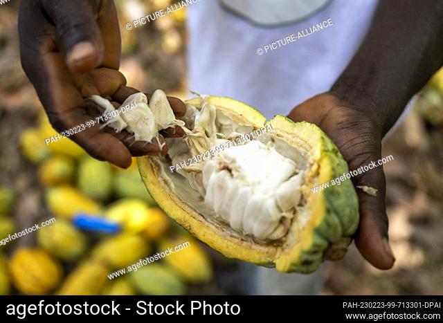23 February 2023, Ivory Coast, Agboville: A farmer shows an open cocoa pod on a cocoa plantation. Federal Minister of Labor Heil and Federal Minister for...