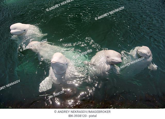 A school of Beluga Whales or White Whales (Delphinapterus leucas), Sea of Japan, Primorsky Krai, Russia