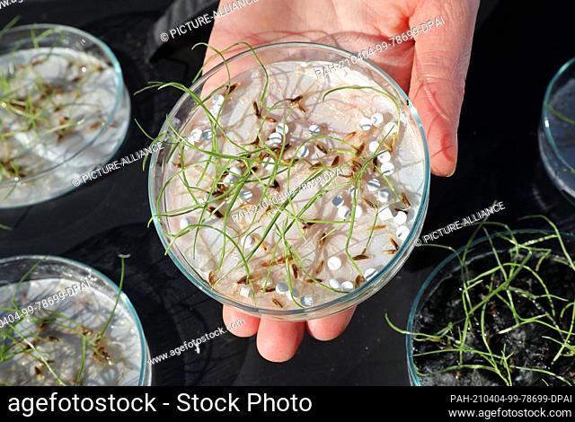 17 March 2021, Mecklenburg-Western Pomerania, Rostock: Christina Cornelsen from the Faculty of Agricultural and Environmental Sciences at the University of...