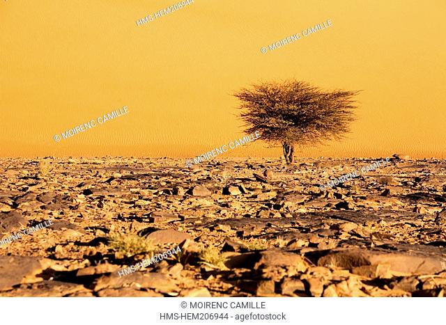 Mauritania, Adrar Region, Chinguetti area, Leguerara, sand dune