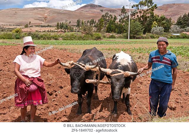 Wonderful farming couple on farm with oxen and traditional dress and smiling happy workers in Chinchero Peru