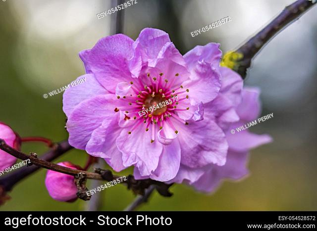 Pink Peach Blossom Flowering Fruit Tree Macro Bellevue Washington State