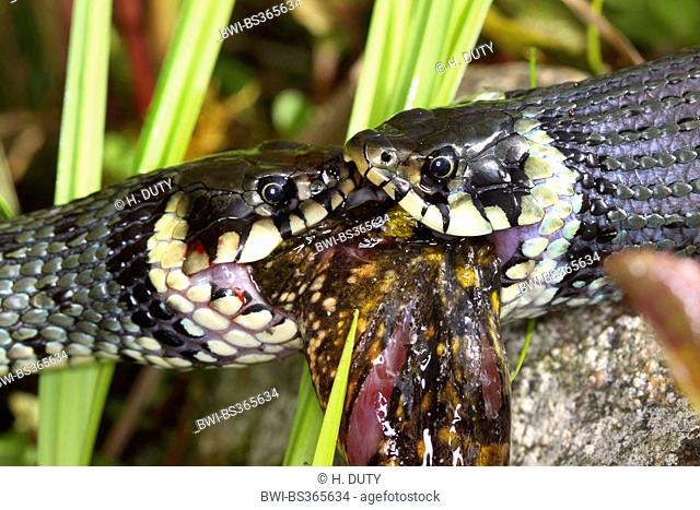 grass snake (Natrix natrix), series picture 10, two snakes fighting for a frog, Germany, Mecklenburg-Western Pomerania