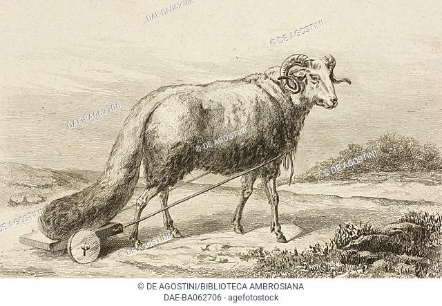 Sheep with a long tail, engraving by Lemaitre and Gaucherel from Palestine, Description Geographique, Historique et Archeologique by Salomon Munk (1803-1867)