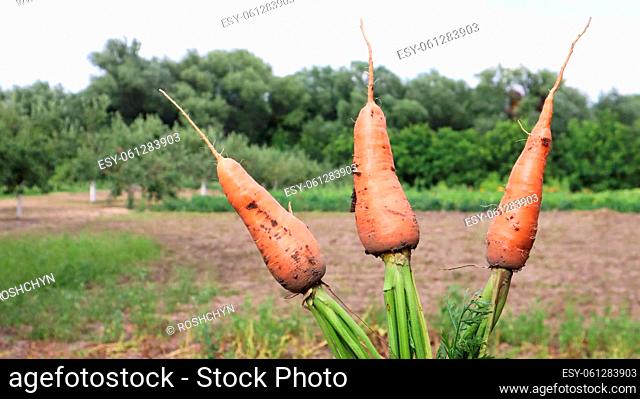 Freshly dug carrots with tops on the background of a vegetable garden on a sunny day outdoors. Large unwashed carrots in the field close-up