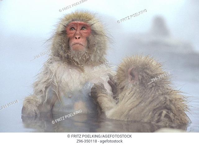Japanese Macaque (Macaca fuscata). Shiga Kogen. Joshin'etsu Kogen National Park, Japan