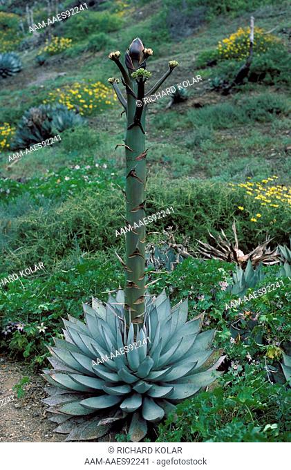 Century Plant (Agave shawii) Baja Mexico, San Benitos Island