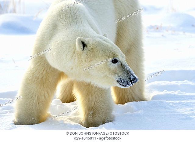 Polar bear Ursus maritimus foraging in the snow, possibly for berries in early winter