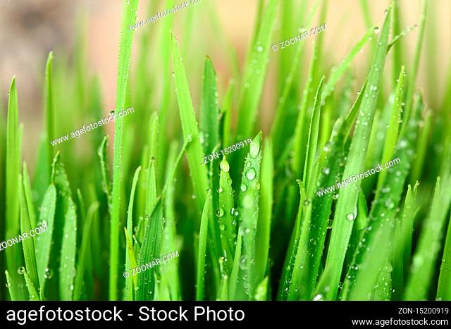 Green grass with water drops showing life and crows with copy space