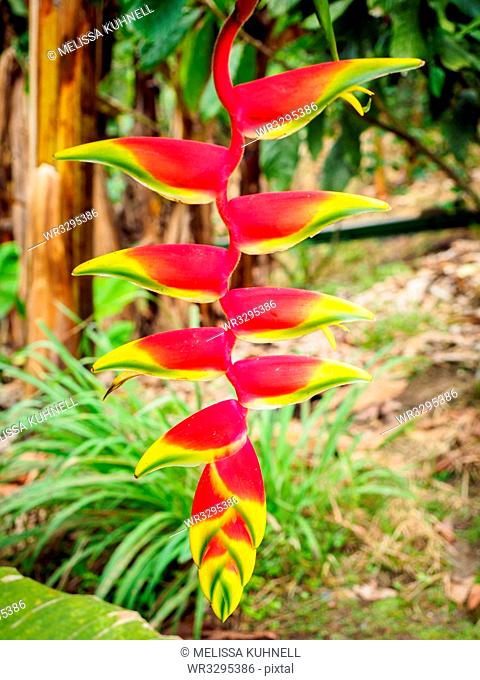 Heliconia flower, Hacienda Guayabal, near Manizales, Coffee Region, Colombia, South America