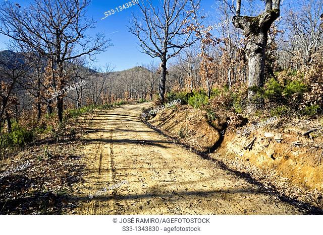 Road between the oaks in the Sierra Norte Hiruela Madrid Spain