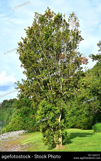 Arrayan chileno (Luma apiculata) is an evergreen tree native to temperate forests to Argentina and Chile. This photo was taken in Llanquihue Lake