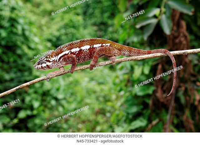 Panther Chameleon (Furcifer pardalis), male