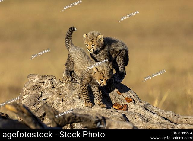 Africa, East Africa, Kenya, Masai Mara National Reserve, National Park, Two Young Cheetah (Acinonyx jubatus), on a tree stump with red mushroms