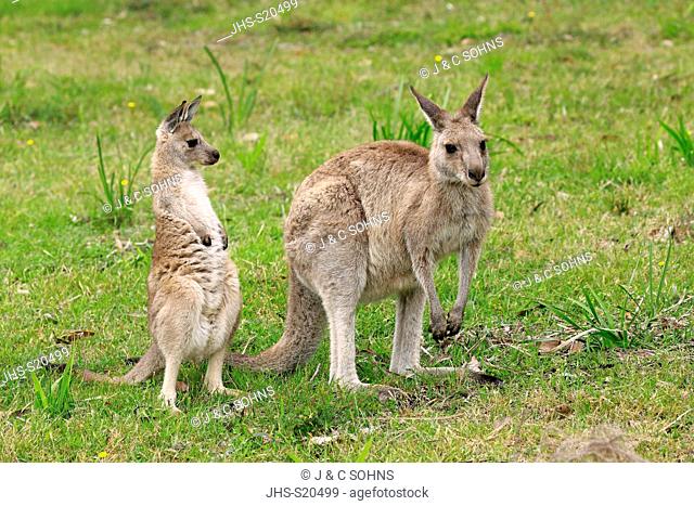 Eastern Grey Kangaroo, (Macropus giganteus), adult female with subadult, Merry Beach, Murramarang Nationalpark, New South Wales, Australia