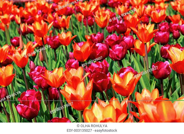 two colors field of tulips