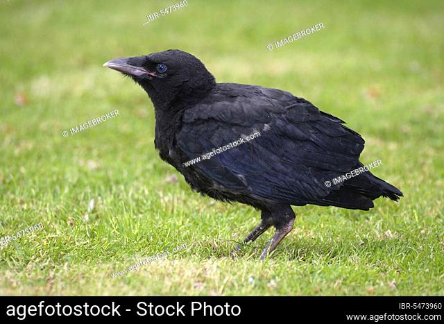 Carrion Crow (Corvus corone corone), fledgeling, side