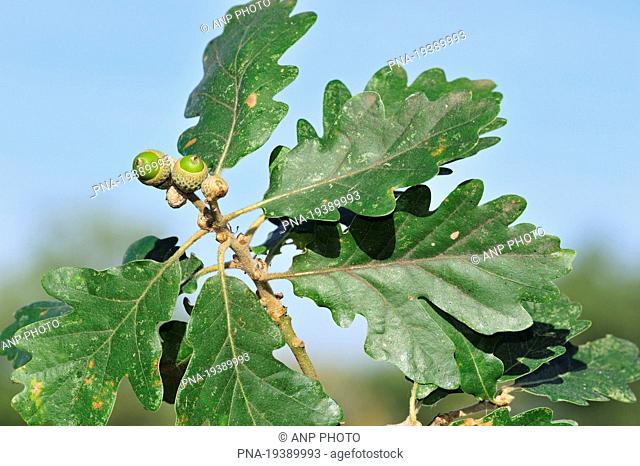Sessile Oak, Durmast Oak Quercus petraea - Parc naturel regional de La Brenne, Indre, Centre, France, Europe