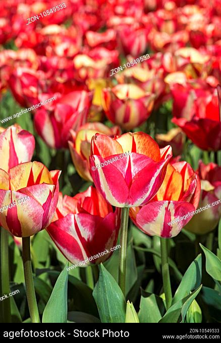 Tulpenblüten (Tulipa Spryng Break), Bollenstreek, Niederlande / Tulip flowers (Tulipa Spryng Break), Bollenstreek, Netherlands