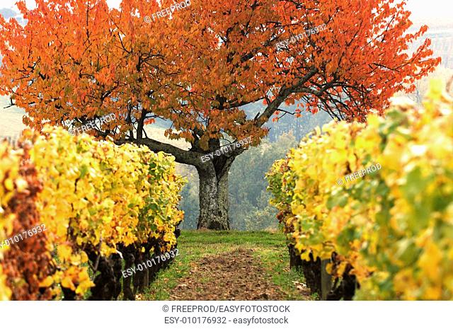 Colored field of grapes in autumn-Vineyard