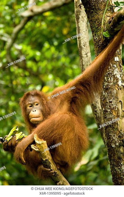 Orang -Hutan of Borneo Sarawak Malaysia