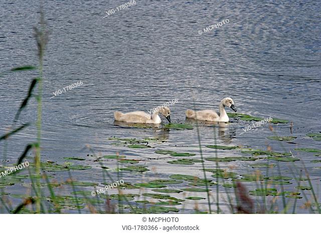 Swan nestlings swimming - 17/08/2007