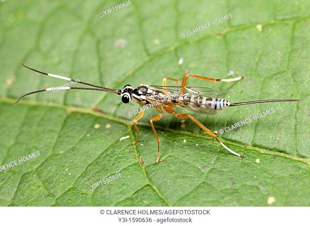 Ichneumon Wasp Ichneumonidae sp - Female, West Harrison, Westchester County, New York, USA