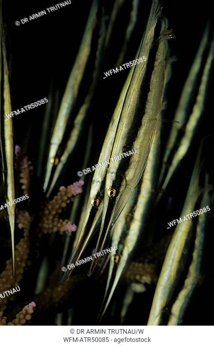 Coral shrimpfish, Aeoliscus strigatus, Indian Ocean Andaman Sea Pulau Weh, Indonesia
