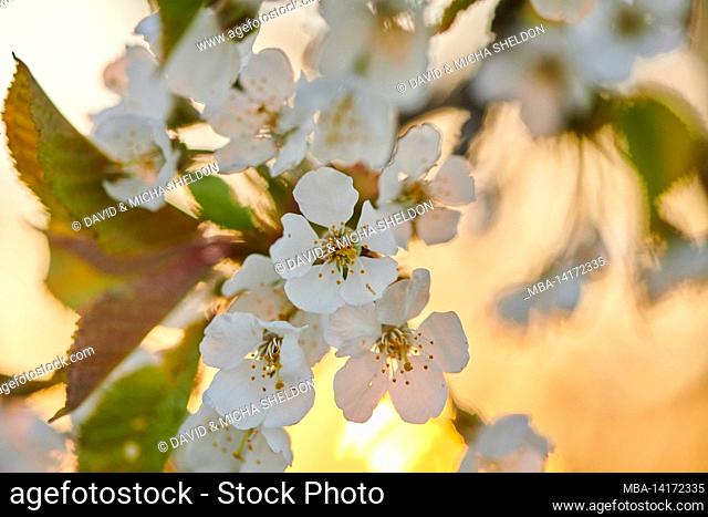 sour cherry (prunus cerasus), blooming, bavaria, germany