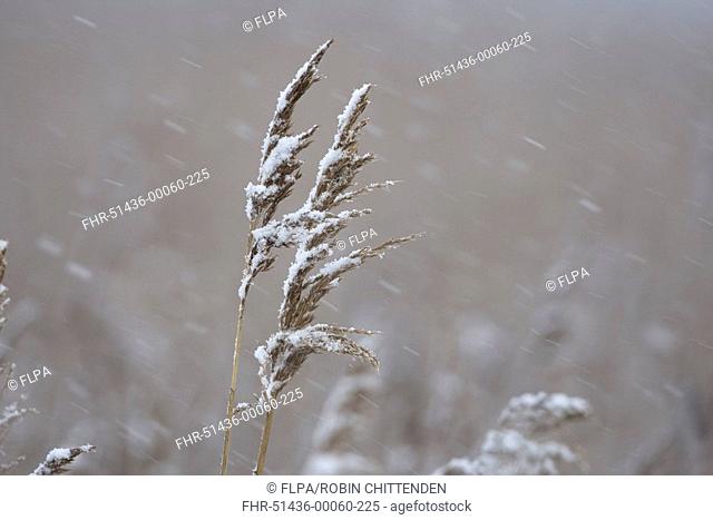 Common Reed Phragmites australis seedheads in snowfall, Norfolk, England, december