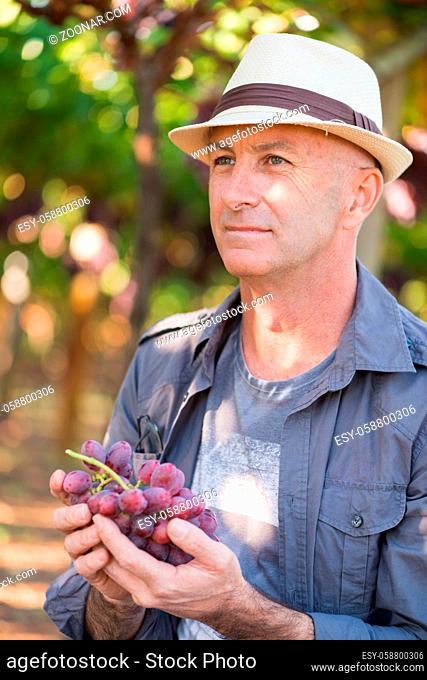 Winegrower man in straw hat holding bunch of red grapes. Traditional and natural winery farm. Adult harvester working in vineyard