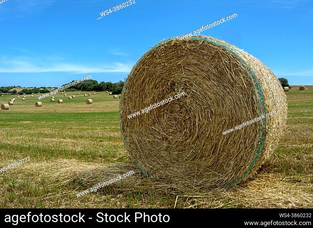 Stacks of straw - bales of hay, rolled into stacks left after harvesting of wheat ears, agricultural farm field with gathered crops rural