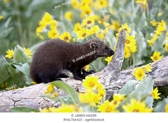 Captive young fisher Martes pennanti among arrowleaf balsam root, Bozeman, Montana, United States of America, North America