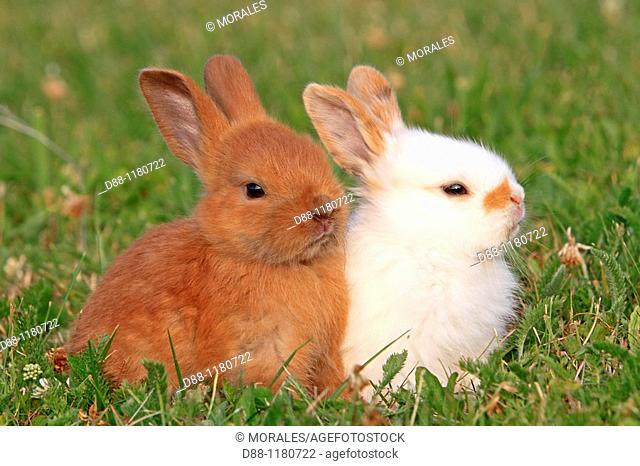 Domestic rabbit  Oryctolagus cuniculus  Order: Lagomorpha  Family: Leporidae