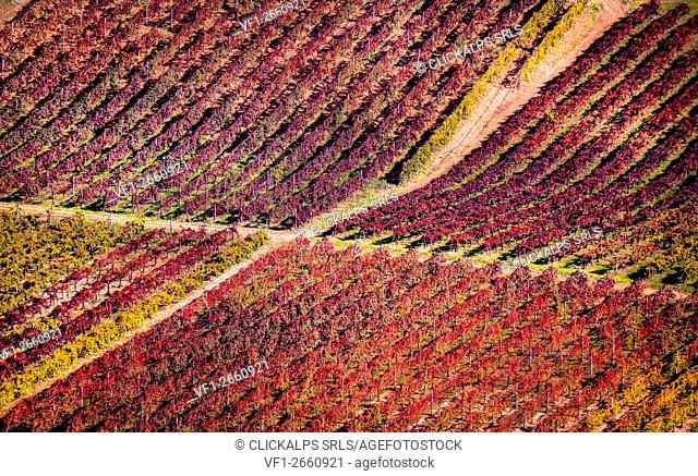 Lambrusco vineyards, Modena, Emilia Romagna, Italy