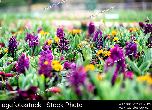 08 April 2023, Lower Saxony, Bad Zwischenahn: Numerous spring bloomers, including hyacinths and horned violets, are in bloom in a bed in the Park der Gärten