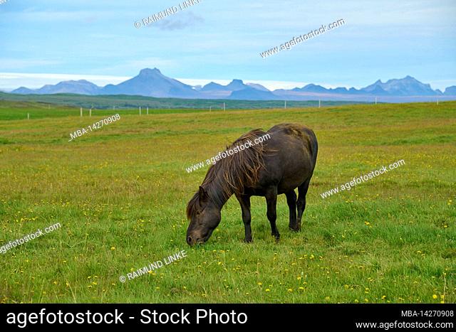Iceland, Pony, Horse, Pasture, Iceland