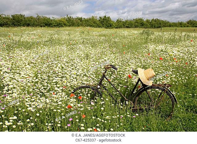 Wild flower meadow with ancient bicycle