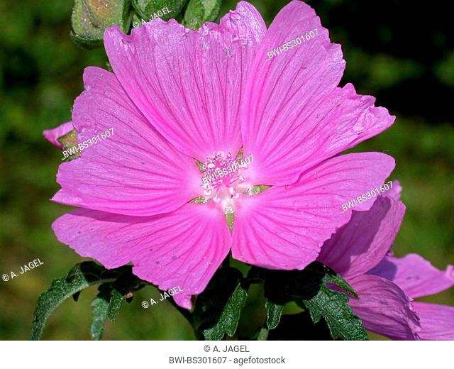 hollyhock mallow, large-flowered mallow, pink mallow, vervian cheeseweed (Malva alcea), flower, Germany