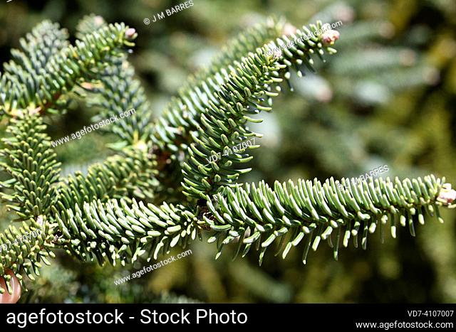Spanish fir or pinsapo (Abies pinsapo) evergreen tree endemic to Mountains of Cadiz and Malaga. Leaves detail. This photo was taken in Los Lajares