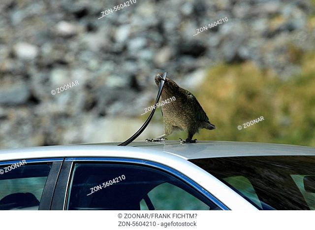 Kea auf Autodach Neuseeland