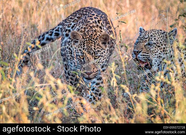Two Leopards bonding in the grass in the Sabi Sand Game Reserve, South Africa