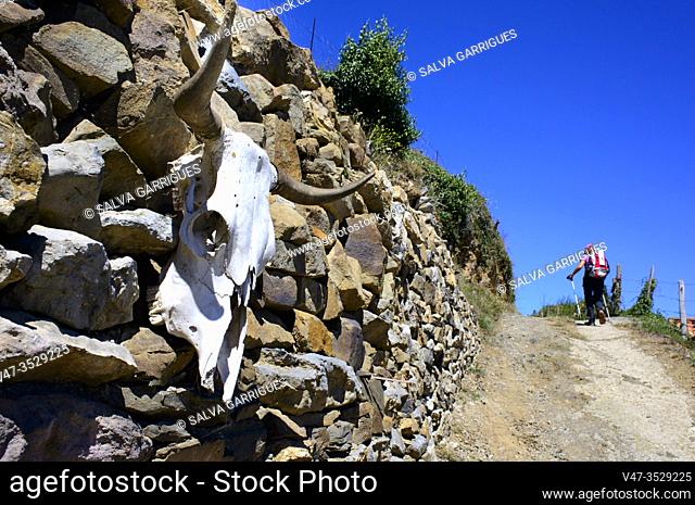 A skull of a horned bull decorates a wall in Haría, Lena, Asturias, Spain