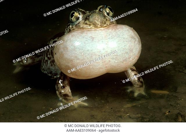 Couch's Spadefoot Toad (Scaphiopus couchi) Arizona - in July '82