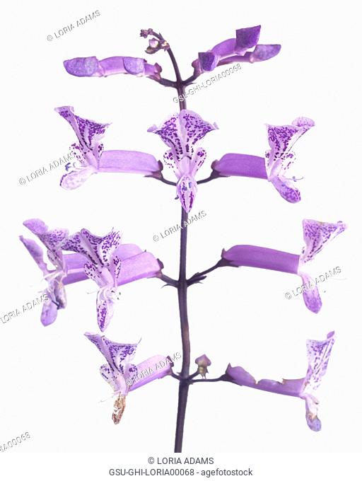 Plectranthus Mona Lavender' Flowers against White Background