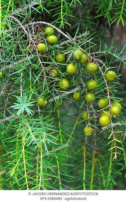 Juniper (Juniperus oxicedrus). Monfragüe National Park. Cáceres province. Extremadura. Spain
